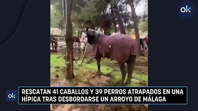Rescatan 41 caballos y 39 perros atrapados en una hípica tras desbordarse un arroyo de Málaga
