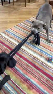 Two Staffordshire Bull Terriers are playing tug of war with owner s leggings!