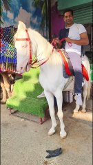 Taragarh fort Ajmer Rajasthan horse ride