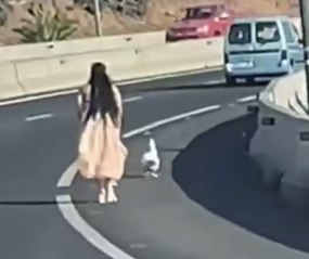 Para su coche en medio de una autopista de Tenerife y empieza a perseguir a un pato por el arcén
