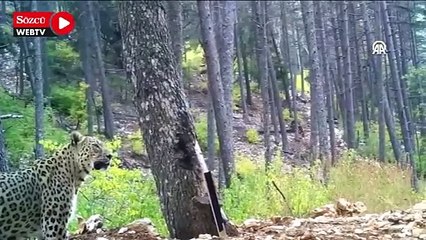 Anadolu parsı fotokapanla görüntülendi