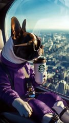 Cat & Dog Enjoy in Chopper With Starbucks Coffee