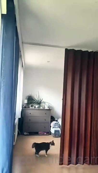 Dogs & Cats Funny Video #2 (11-13-2024)