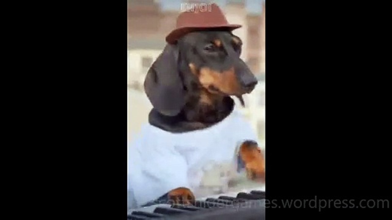 Dog Funny Video #30 (11-13-2024)