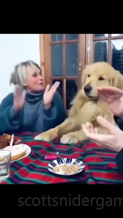 Dog Funny Video #31 (11-13-2024)