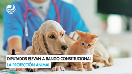 Diputados elevan a rango constitucional la protección animal