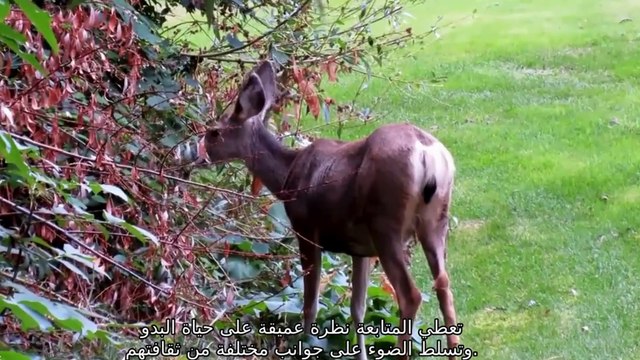 قصة راح يبحث عن أهله وبعد سنوات اكتشف انه متزوج بنت قاتل ابوه قناة بنت الشيوخ