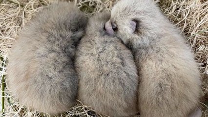 미국서 '멸종 위기' 레드판다 세 쌍둥이 탄생...다음 달 일반에 공개 / YTN