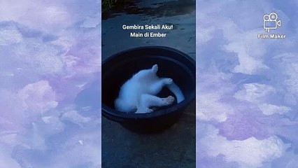 I am Kucing Manis Bersantai di Ember!