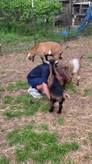 Baby Goats Jumping on Boy's Back