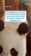 Pandas Wang Wang and Fu Ni say goodbye to Australia after 15 years