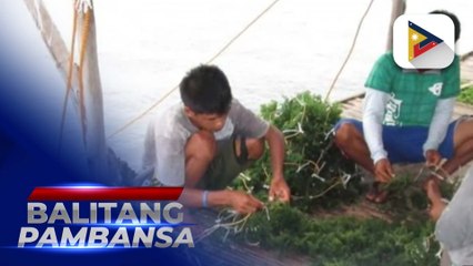 P1-B pondo, inilaan sa pagpapalago ng seaweed industry sa bansa