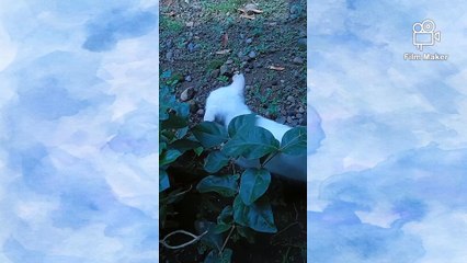 I am Kucing Manis Berburu Duri Ikan Asin