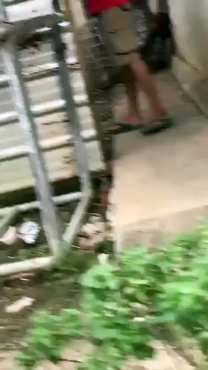 Two headed snake found in Indonesia