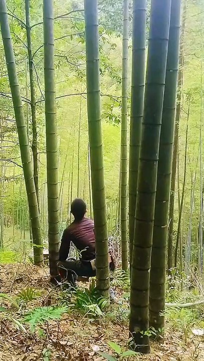 竹を切るのは日常的で、専門の労働者が電気のこぎりで竹を切るのは効率が高い。