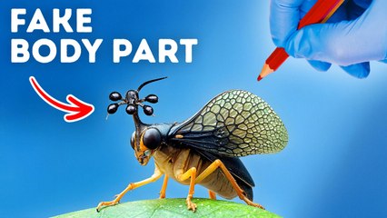 Don't Squish This Bug If You See It, Here's Why