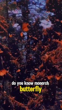 Monarch Butterfly Migration