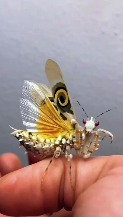 hewan aneh tapi cantik