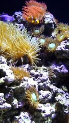 Ekstrak Ikan Gabus Original Paling BAGUS BPOM 0853 8080 7997