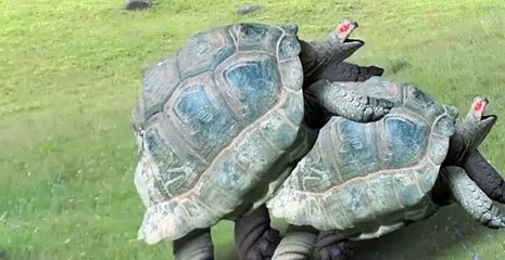 Dick Figures Dick Figures S02 E004 Lord Tourette’s Syndrome