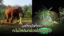เปิดคลิป “เจ้าพลายแคระ” ช้างป่าหนุ่ม บุกกินต้นกล้วย