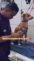 ऐसा कोई विश्वास नहीं है जो अभी तक टूटा न हो, सिवाय एक सच्चे वफादार कुत्ते के।  #dogrescue #doglover