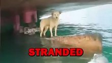 SAVING DOG! #animals #cuteanimals #animalstories #pets #cute