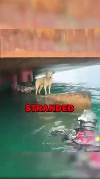 SAVING DOG! #animals #cuteanimals #animalstories #pets #cute