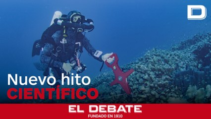 Se sumergen en el agua y descubren el coral más grande del mundo