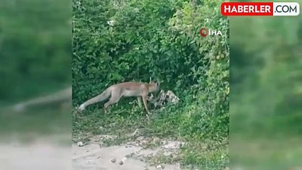 Yayla Komşusu Tilkiyi Besleyen Adamın Şefkati
