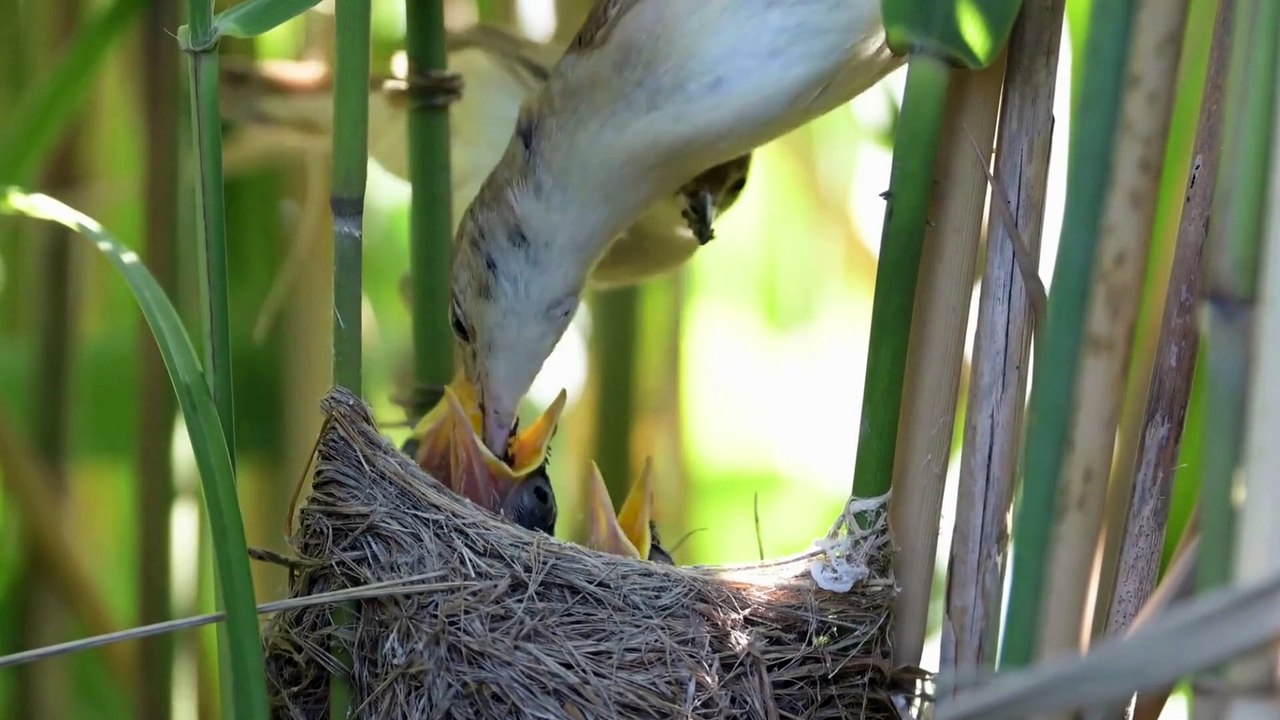 The Reed Warbler: Close Up HD Footage (Acrocephalus scirpaceus)