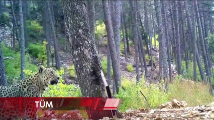 Anadolu parsı fotokapanla görüntülendi