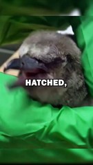 MYSTERY PENGUIN EGG! #animals #animalstories #animalrescue #cute #pets