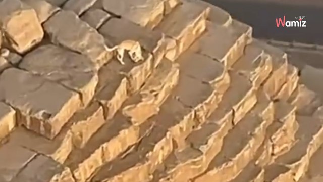 Ein Fallschirmspringer fliegt über die Cheops-Pyramide in Ägypten: Oben bewegt sich etwas (Video)