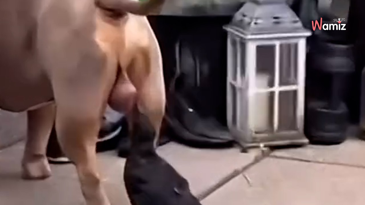 Vogel pickt Hund in die Eier und muss mit den Folgen leben (Video)