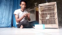 burung pak rt