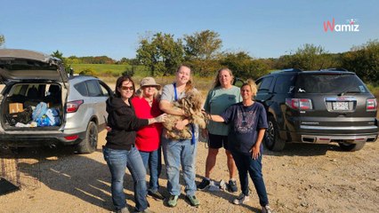 Trouvé dans un état lamentable, ce chien s’est transformé après un passage chez le toiletteur (et c’est incroyable)