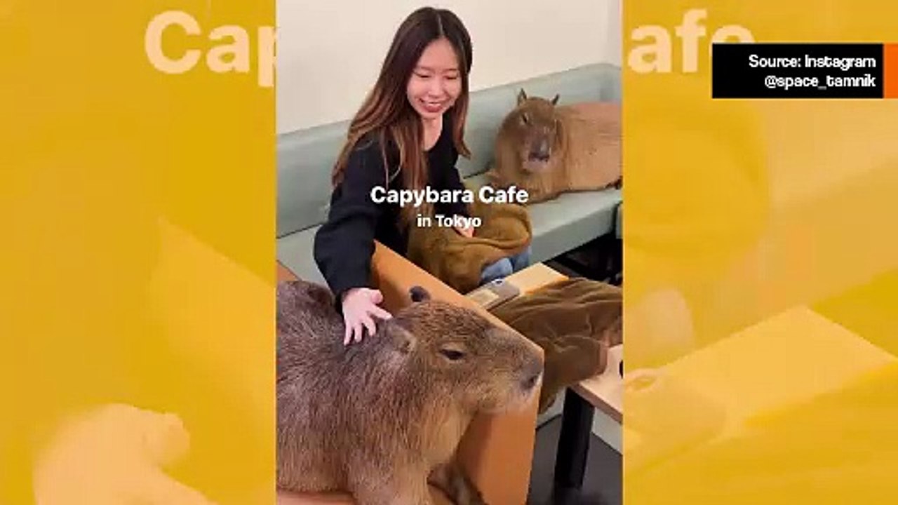 Suloinen video: asiakkaat jakavat sohvan kapybarojen kanssa kahvilassa Japanissa