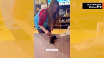 Hupaisa video tallentaa eeppisiä taisteluja kissojen ja lintujen välillä