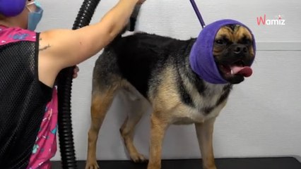 Psia fryzjerka pokazała krzyżówkę owczarka niemieckiego i mopsa. Video ma milion wyświetleń