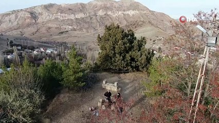 Türkiye'nin 9 asır yaşındaki ''hiç solmaz ağacı'' yaz, kış demeden yemyeşil...