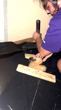 Woman Rescues Kittens and Mother Cat From Abandoned House