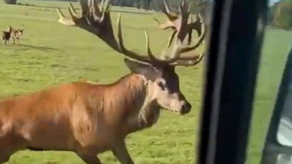 Hirsch verursachte einen Schaden in Höhe von 1.000 Pfund Sterling an einem weißen Ford Transit Transporter, nachdem er diesen angriff