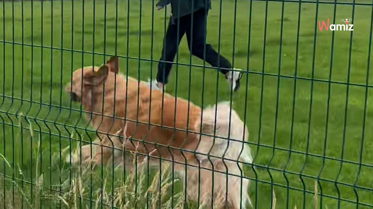 Familie kommt aus dem Urlaub zurück: Die Reaktion ihres Hundes lässt 2 Millionen Herzen schmelzen (Video)