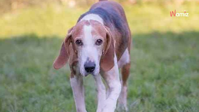 Après un an de refuge et un échec d'adoption, cette chienne de 11 ans va-t-elle finir sa vie derrière des barreaux ?