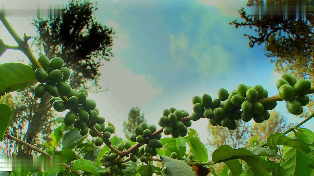 The Role of Climate Change in Shaping the Coffee Trade