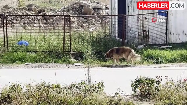 Üniversiteliler Sokak Hayvanlarını Unutmadı