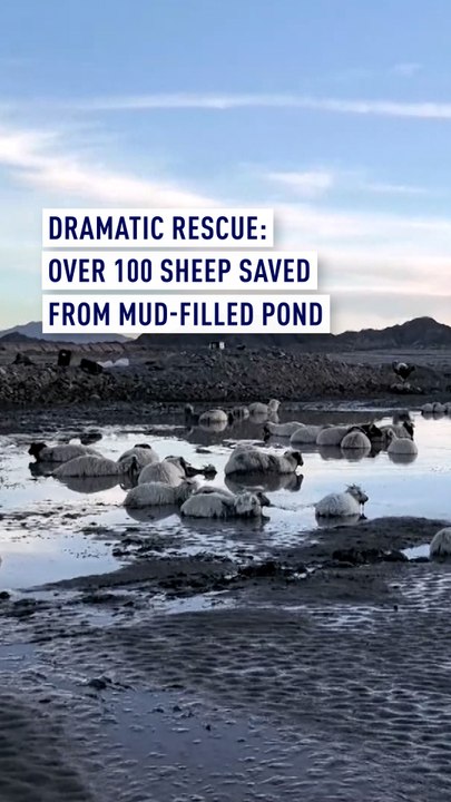 Dramatic rescue: Over 100 sheep saved from mud-filled pond