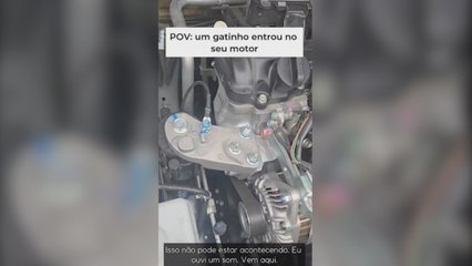 Escucha ruidos que vienen del motor del coche y descubre al polizón más adorable y desconfiado