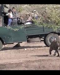 Tiger Hunts Deer In Front Of Tourists